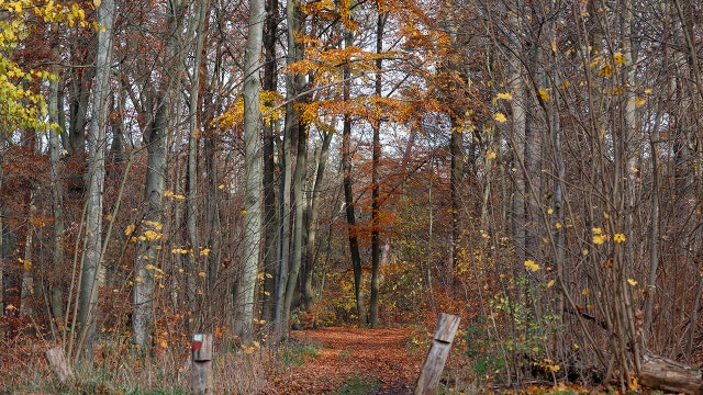 Prosecutors: Evidence of 'cannibalism' in Berlin man's killing