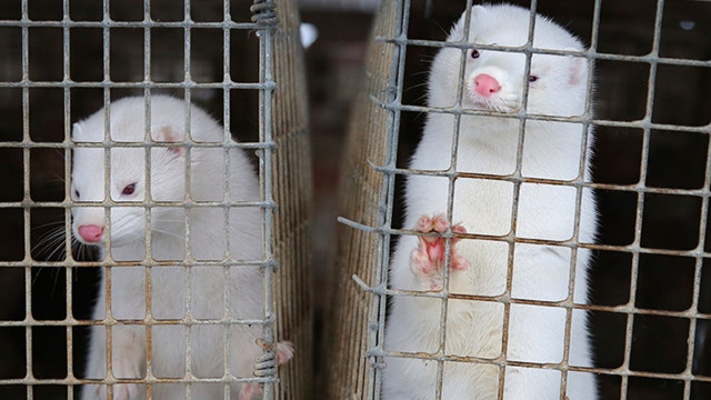 Denmark to kill 15 million minks to stop coronavirus spread