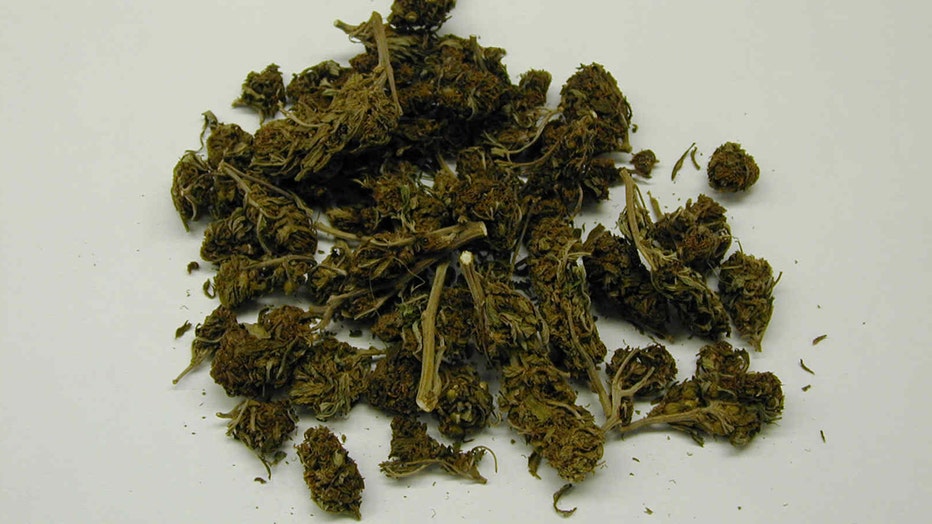 Loose buds of dried marijuana