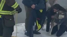 Firefighters rescue dog that fell through ice