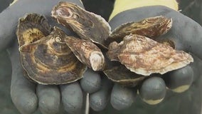 Unsold Long Island oysters being brought to sanctuaries