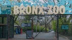 Appeals court upholds ruling over Bronx Zoo elephant