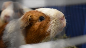 Hundreds of guinea pigs rescued from one home