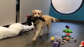 Happy ‘howlidays’: Shelter dogs pick out their own toys for Christmas