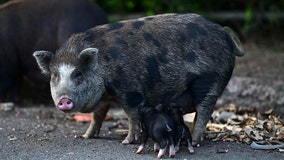 Feral pigs flummox Puerto Rico, infiltrate communities