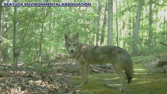 Officials issue alert as coyotes make new home on Long Island