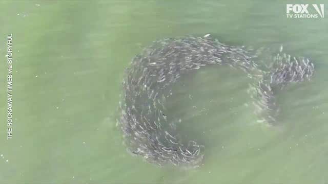 Video: Sharks attack school of fish off New York City beach