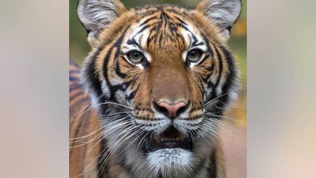 The Wildlife Conservation Society's top photos of 2020