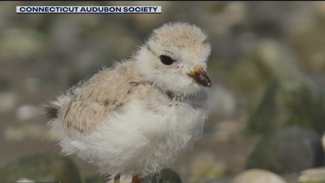 COVID-19 pandemic hits bird populations across region