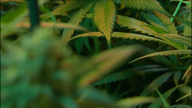 CT Senate passes legal pot bill, House GOP says to wait