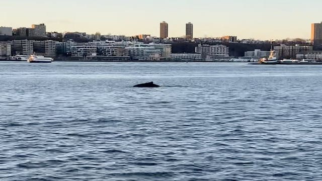 Humpback whale spotted in Hudson River off Manhattan