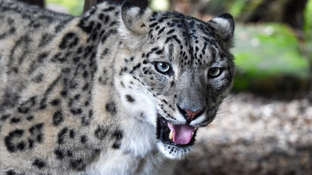 Snow leopard tests positive for coronavirus at Kentucky zoo