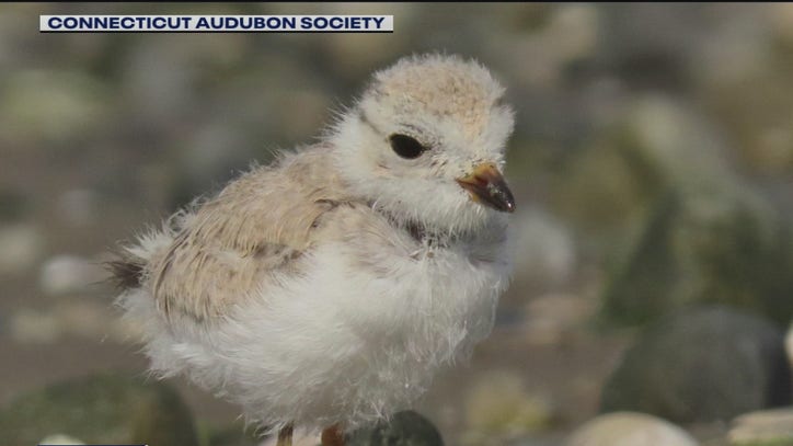 COVID-19 pandemic hits bird populations across region - Vimarsana News