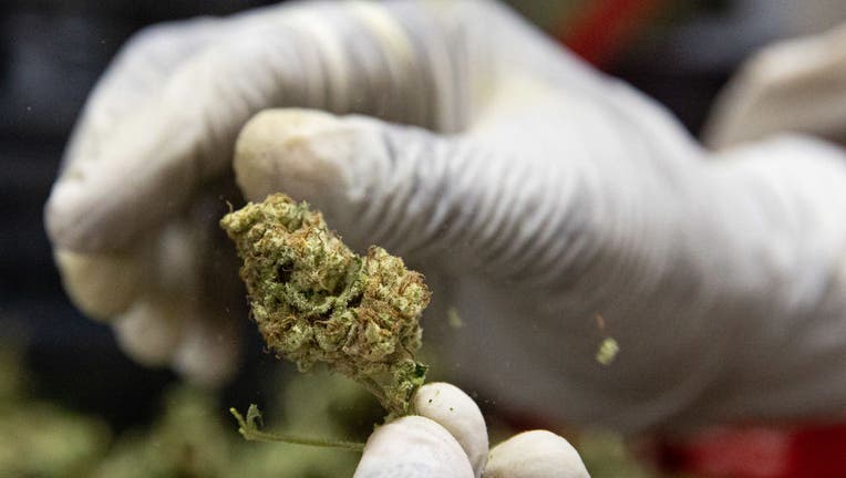 A file image shows a cannabis flower on Nov. 10, 2020 in Kasese, Uganda. Uganda is one of several African countries looking to produce medical cannabis for export to Europe and America. (Photo by Luke Dray/Getty Images)