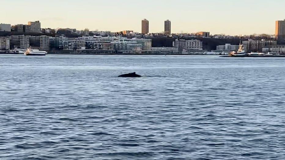 Humpback Whale Spotted In Hudson River Off Manhattan