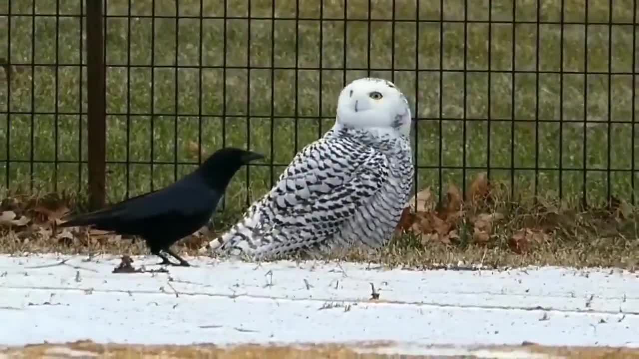 Snowy Owl spotted in Central Park for first time in over a century