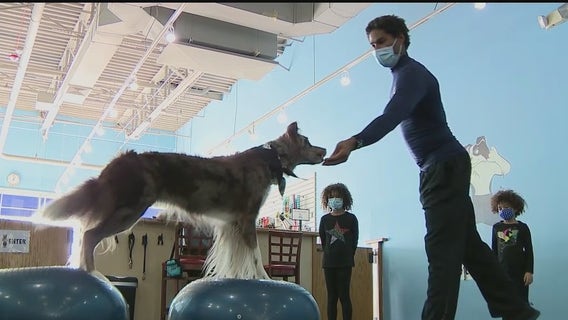 Long Island puppy fitness center takes obedience training to the next level