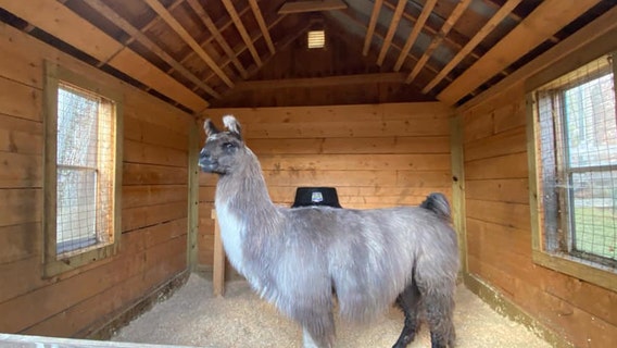 'Very chill' llama found wandering off highway