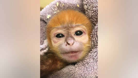 'Doing great': Philadelphia Zoo celebrates birth of endangered François' Leaf Monkey