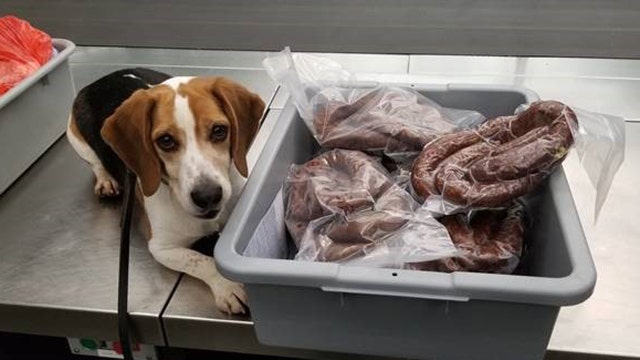 Beagle sniffs out illegal meat at Newark Airport