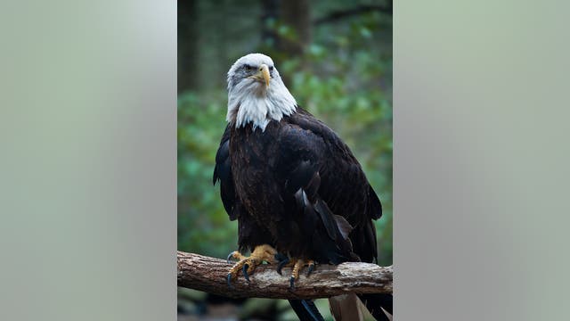 Nesting pairs of bald eagles now found in every New Jersey county