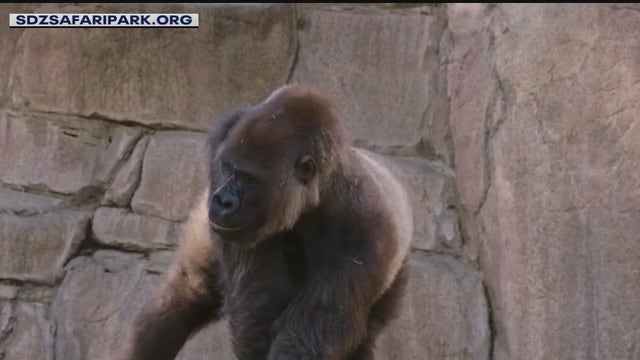 Researchers studying if humans can transmit COVID to wild animals