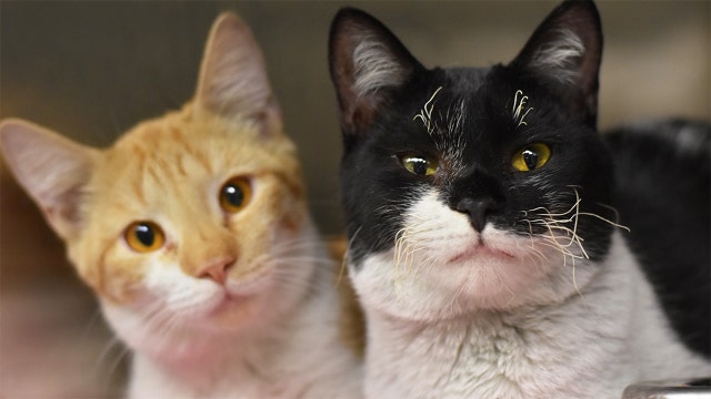 More than 90 cats survive NY house fire