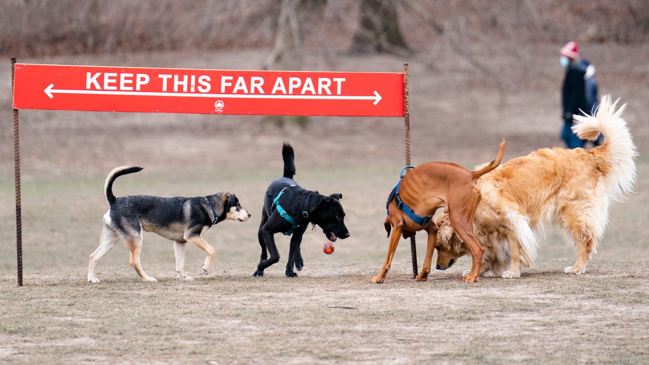 With pandemic puppies abounding experts share dog park tips