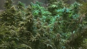 NJ lawmakers still debating legalized marijuana