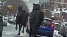Spooked NYPD horses get loose in Brooklyn