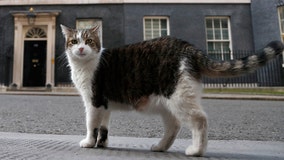 Britain's chief mouser celebrates 10 years on the prowl