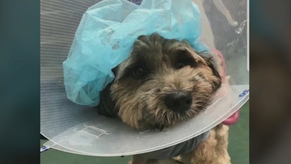 Nassau lawmaker wants residents to know about dangerous dogs