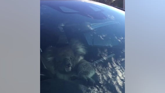 Koala gets in the driver’s seat after causing multi-car crash on Australian freeway