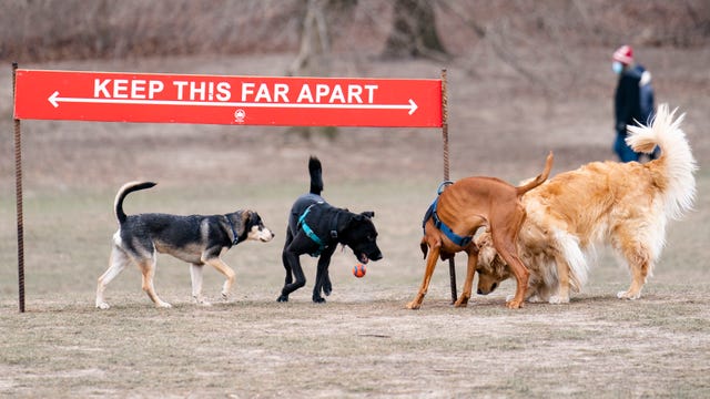 With pandemic puppies abounding, experts share dog park tips