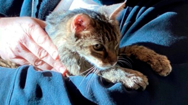 Cat that vanished in 2005 is reunited with her owner