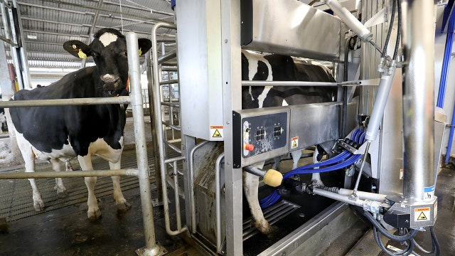 Robots milk cows so farmers can sleep later; mental health benefits for both