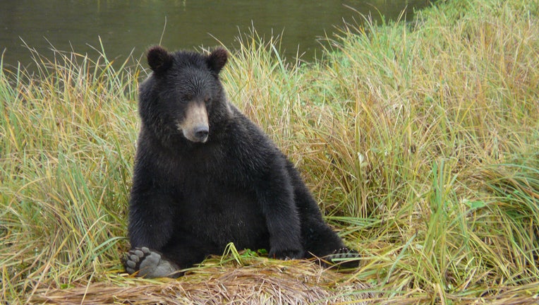 Black bear sits in tall grass