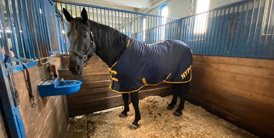 Spooked NYPD horses get loose in Brooklyn