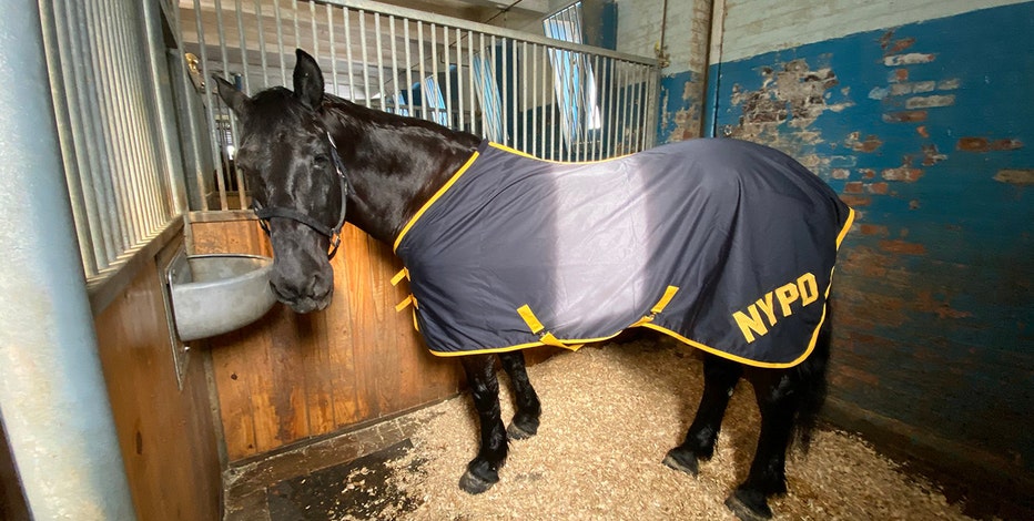 Spooked NYPD horses get loose in Brooklyn