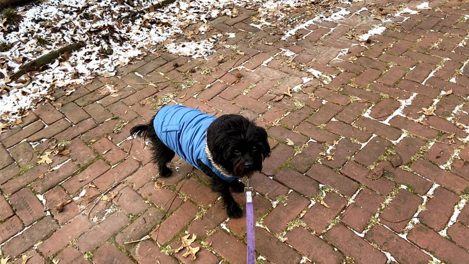 With pandemic puppies abounding experts share dog park tips