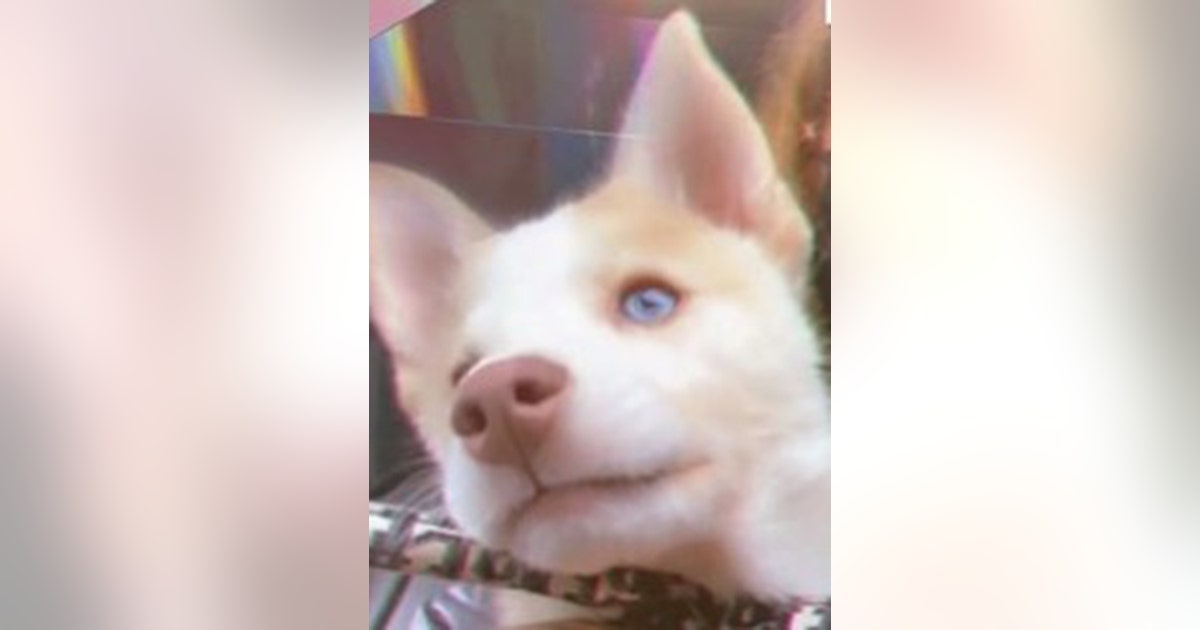 Cops: Long Island dog-sitter abandoned puppy in dumpster | FOX 5 New York