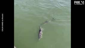 Dolphins spotted in East River near Brooklyn shoreline