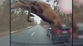 Oh deer! Car caught in deer stampede across highway