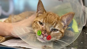 Vet uses buttons to fix cat’s jaw fractures after dog attack