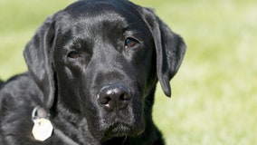 Top 10 most popular dog names, breeds for 2022