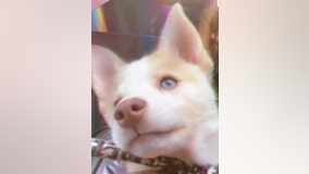 Cops: Long Island dog-sitter abandoned puppy in dumpster