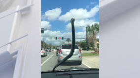 'Dude, I just need you to exit the car, please!': Snake hitches ride, terrifies woman