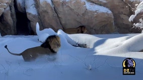 Lions romp in snowfall at Colorado's Denver Zoo