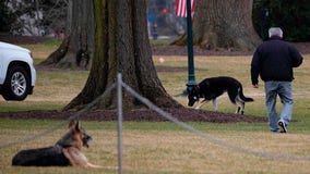 Biden's dogs, Champ and Major, are back at the White House