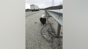 NY state trooper rescues bald eagle